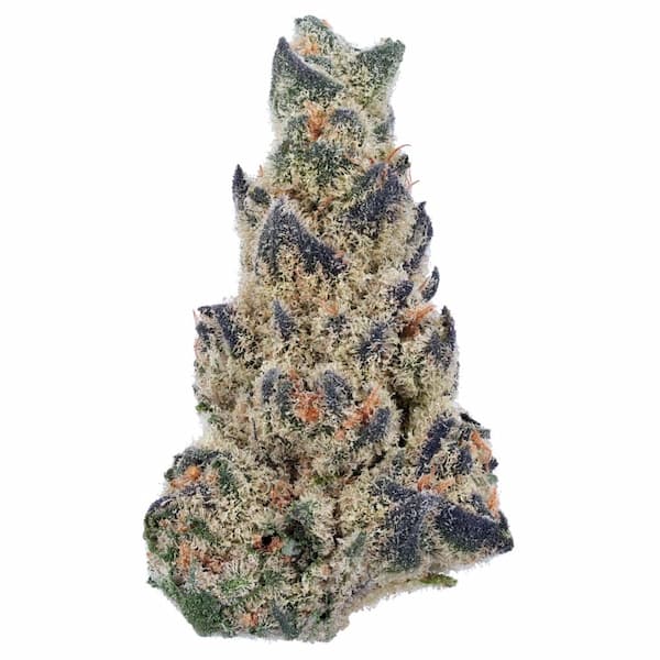 Creamzilla Auto > Original Sensible Seeds | Autoflowering Cannabis   |  Indica
